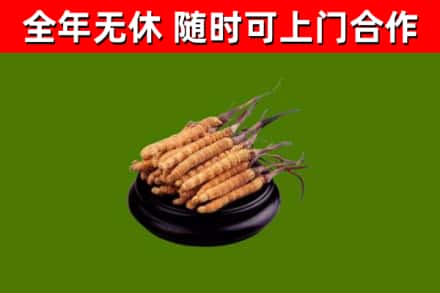 石城烟酒回收冬虫夏草.jpg