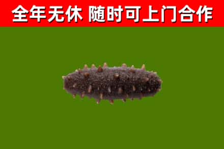 石城烟酒回收干海参.jpg